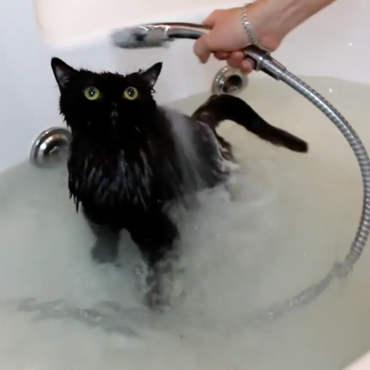動物,犬,猫,しつけ,飼い方,育て方,病気,健康