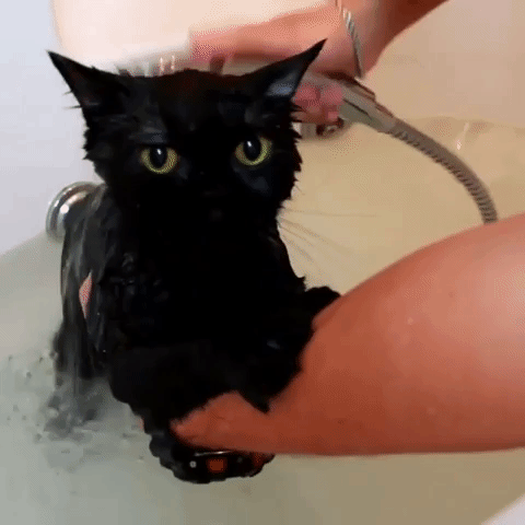 動物,犬,猫,しつけ,飼い方,育て方,病気,健康
