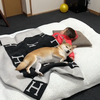 動物,犬,猫,しつけ,飼い方,育て方,病気,健康