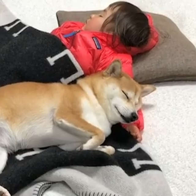 動物,犬,猫,しつけ,飼い方,育て方,病気,健康