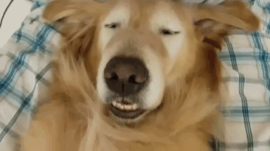 動物,犬,猫,しつけ,飼い方,育て方,病気,健康