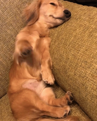 動物,犬,猫,しつけ,飼い方,育て方,病気,健康