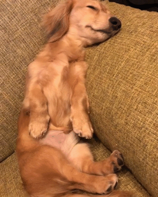 動物,犬,猫,しつけ,飼い方,育て方,病気,健康