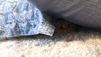 動物,犬,猫,しつけ,飼い方,育て方,病気,健康