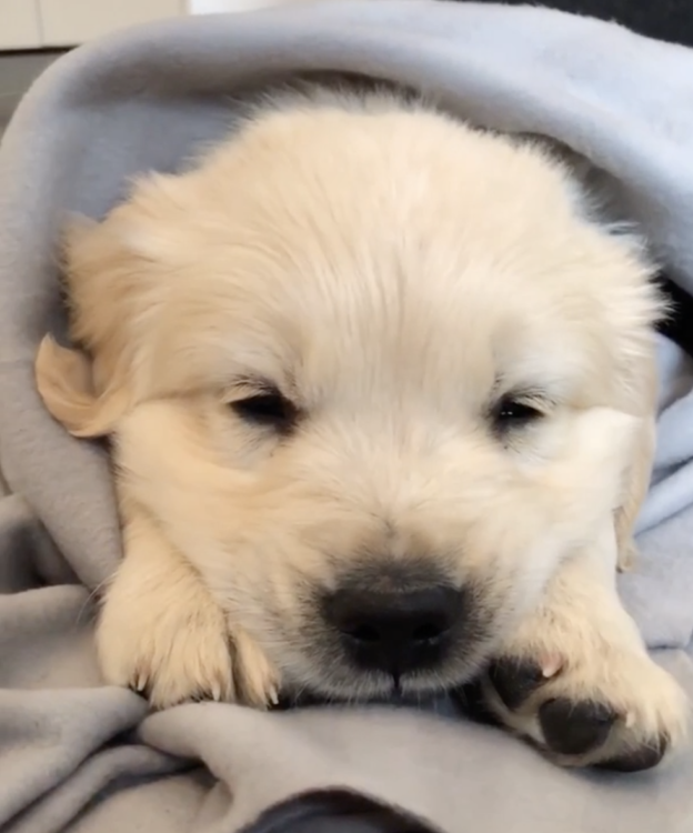 動物,犬,猫,しつけ,飼い方,育て方,病気,健康