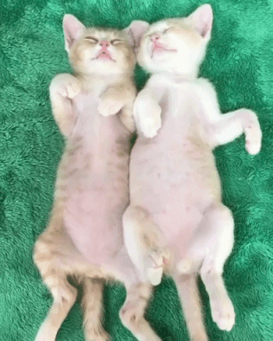動物,犬,猫,しつけ,飼い方,育て方,病気,健康