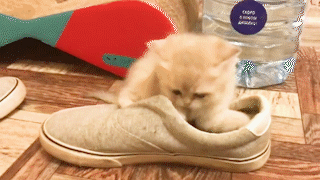 動物,犬,猫,しつけ,飼い方,育て方,病気,健康