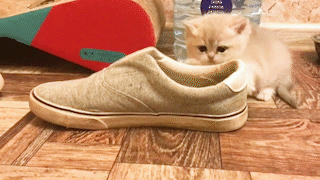動物,犬,猫,しつけ,飼い方,育て方,病気,健康