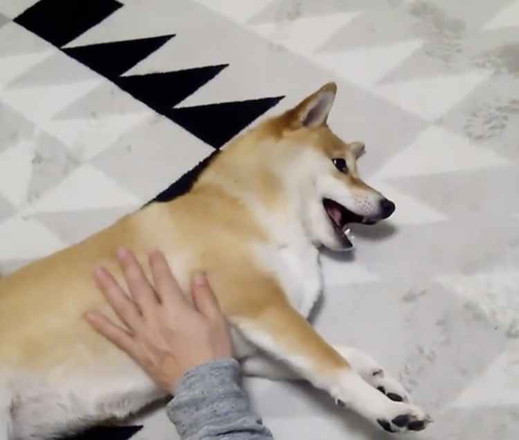 動物,犬,猫,しつけ,飼い方,育て方,病気,健康