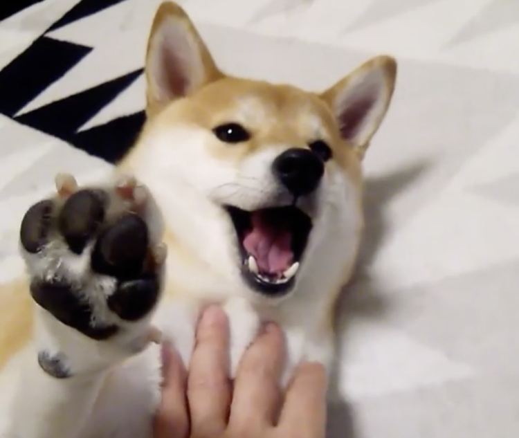 動物,犬,猫,しつけ,飼い方,育て方,病気,健康