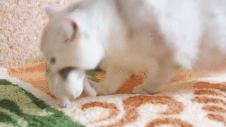 動物,犬,猫,しつけ,飼い方,育て方,病気,健康