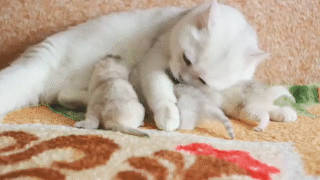 動物,犬,猫,しつけ,飼い方,育て方,病気,健康