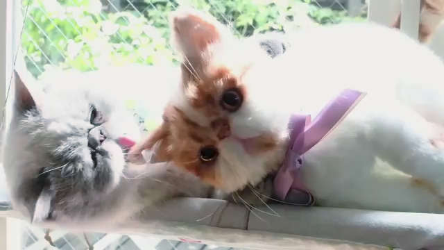 動物,犬,猫,しつけ,飼い方,育て方,病気,健康