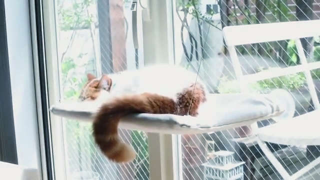 動物,犬,猫,しつけ,飼い方,育て方,病気,健康