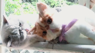 動物,犬,猫,しつけ,飼い方,育て方,病気,健康