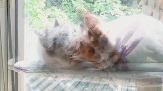 動物,犬,猫,しつけ,飼い方,育て方,病気,健康
