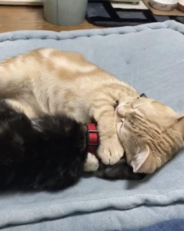動物,犬,猫,しつけ,飼い方,育て方,病気,健康