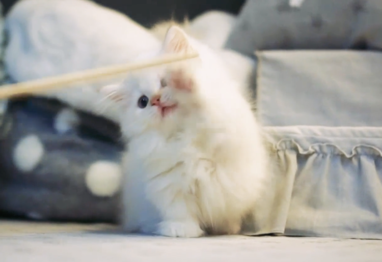動物,犬,猫,しつけ,飼い方,育て方,病気,健康