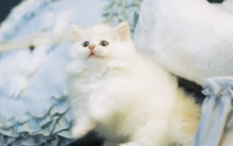 動物,犬,猫,しつけ,飼い方,育て方,病気,健康