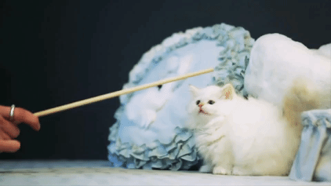 動物,犬,猫,しつけ,飼い方,育て方,病気,健康