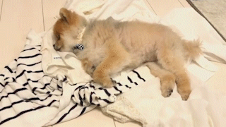 動物,犬,猫,しつけ,飼い方,育て方,病気,健康