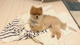 動物,犬,猫,しつけ,飼い方,育て方,病気,健康