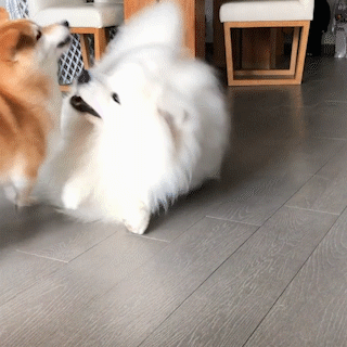動物,犬,猫,しつけ,飼い方,育て方,病気,健康
