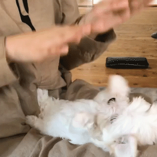 動物,犬,猫,しつけ,飼い方,育て方,病気,健康