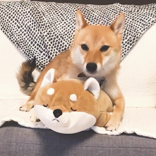 動物,犬,猫,しつけ,飼い方,育て方,病気,健康