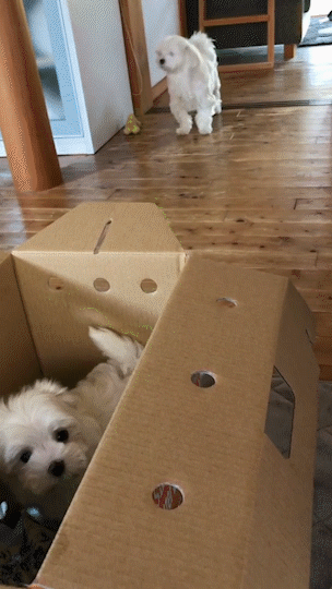 動物,犬,猫,しつけ,飼い方,育て方,病気,健康