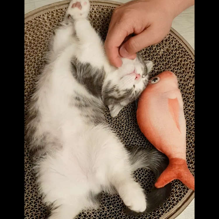 動物,犬,猫,しつけ,飼い方,育て方,病気,健康