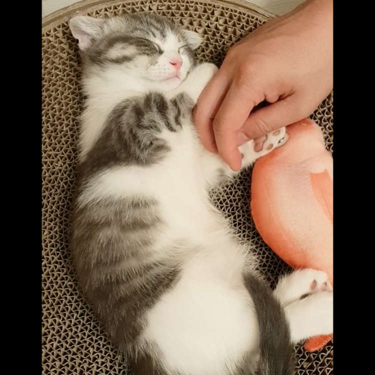 動物,犬,猫,しつけ,飼い方,育て方,病気,健康