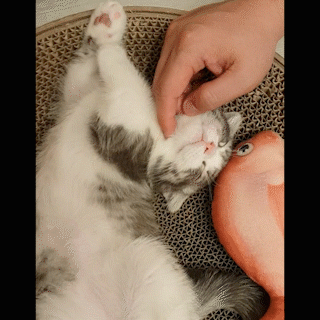 動物,犬,猫,しつけ,飼い方,育て方,病気,健康
