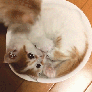 動物,犬,猫,しつけ,飼い方,育て方,病気,健康
