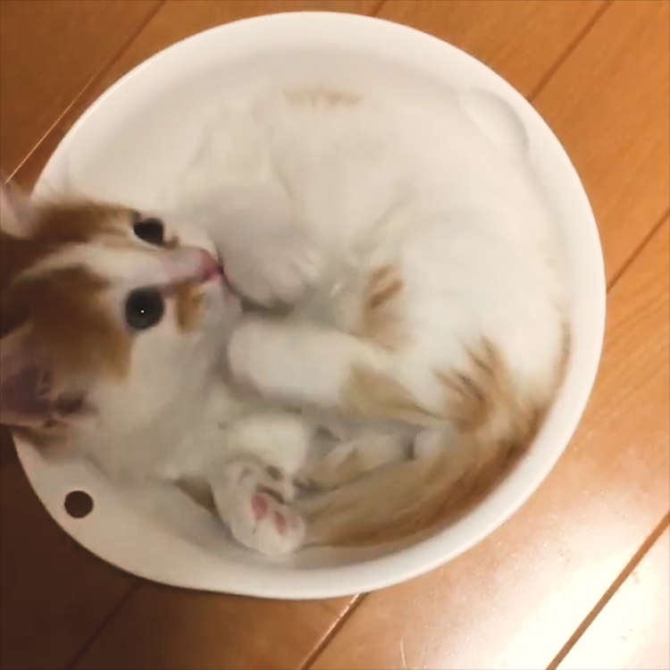 動物,犬,猫,しつけ,飼い方,育て方,病気,健康