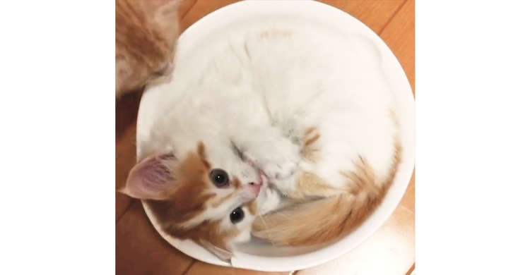 お気に入りのボウルの中で、くるんと丸まる子猫♪ → そこに別のニャンコがやってくると…(;´∀`)