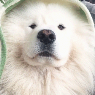 動物,犬,猫,しつけ,飼い方,育て方,病気,健康