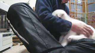 動物,犬,猫,しつけ,飼い方,育て方,病気,健康