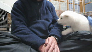動物,犬,猫,しつけ,飼い方,育て方,病気,健康