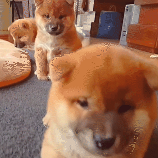 動物,犬,猫,しつけ,飼い方,育て方,病気,健康