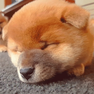 動物,犬,猫,しつけ,飼い方,育て方,病気,健康