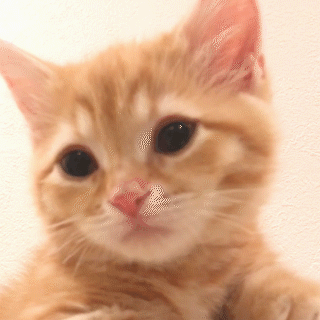 動物,犬,猫,しつけ,飼い方,育て方,病気,健康
