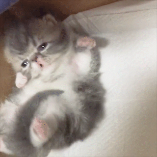 動物,犬,猫,しつけ,飼い方,育て方,病気,健康