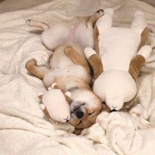 動物,犬,猫,しつけ,飼い方,育て方,病気,健康