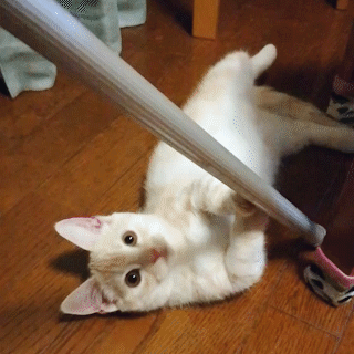 動物,犬,猫,しつけ,飼い方,育て方,病気,健康