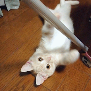 動物,犬,猫,しつけ,飼い方,育て方,病気,健康