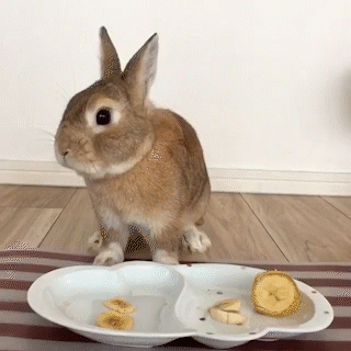 動物,犬,猫,しつけ,飼い方,育て方,病気,健康
