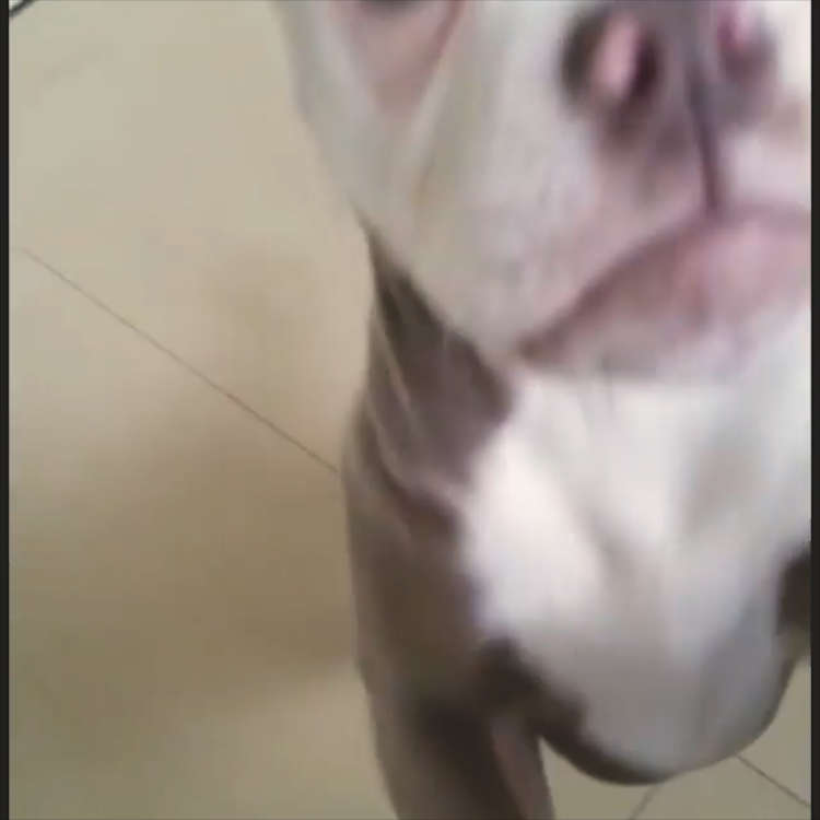 動物,犬,猫,しつけ,飼い方,育て方,病気,健康