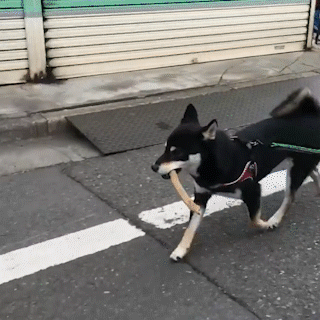 動物,犬,猫,しつけ,飼い方,育て方,病気,健康