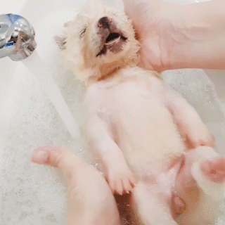 動物,犬,猫,しつけ,飼い方,育て方,病気,健康